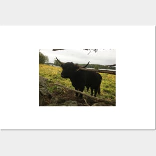 Scottish Highland Cattle Dark Black Bull 2089 Posters and Art